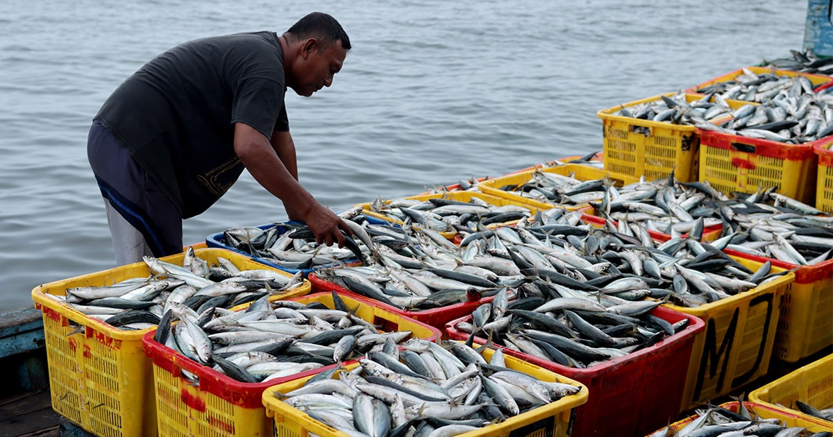 Nigeria’s Fish Independence: Tinubu’s Vision to End Imports and Empower Farmers”